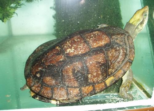 Pan’s Box Turtle