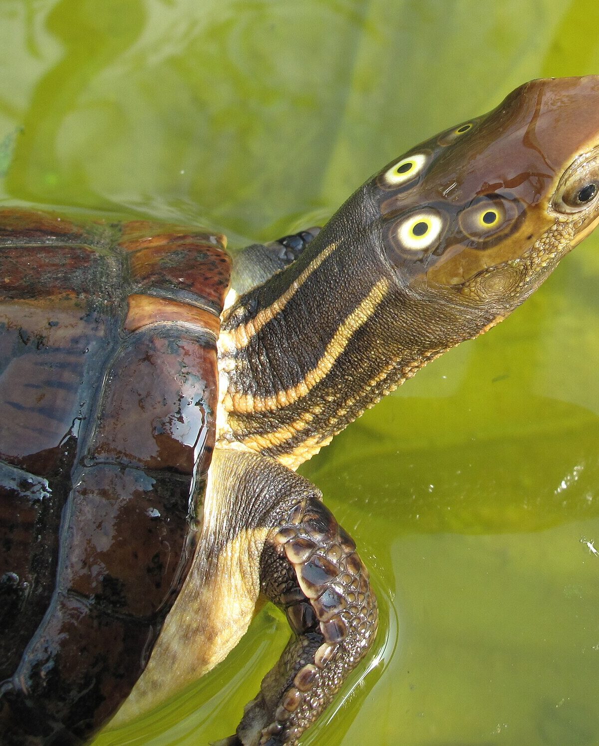 Four-eyed Turtle