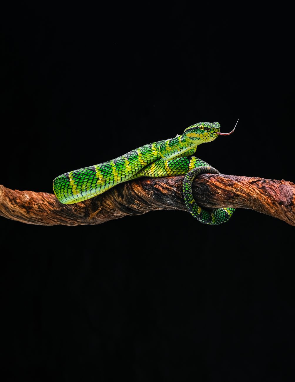 Black-tailed Horned Pitviper