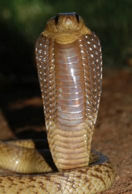 Cape Coral Cobra