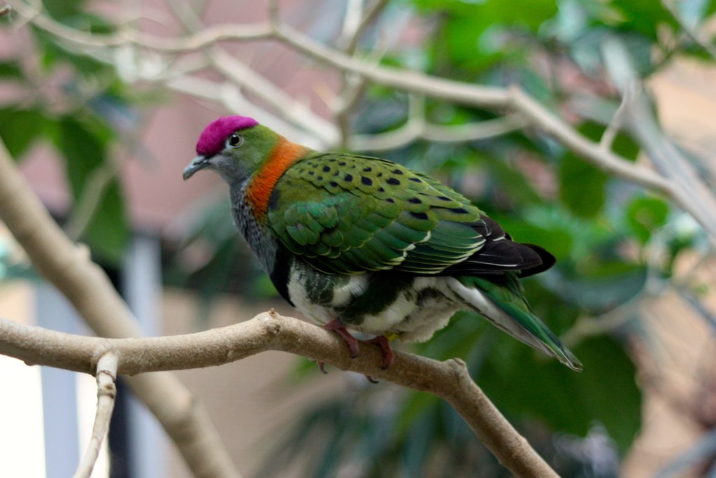 Temminck's Fruit Dove