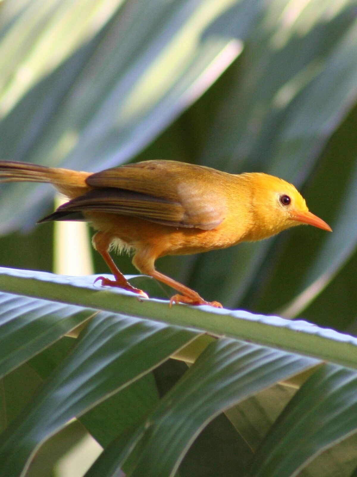 Golden White-Eye
