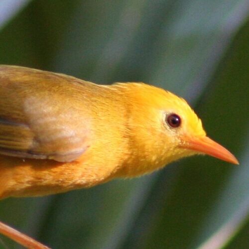 White-eye