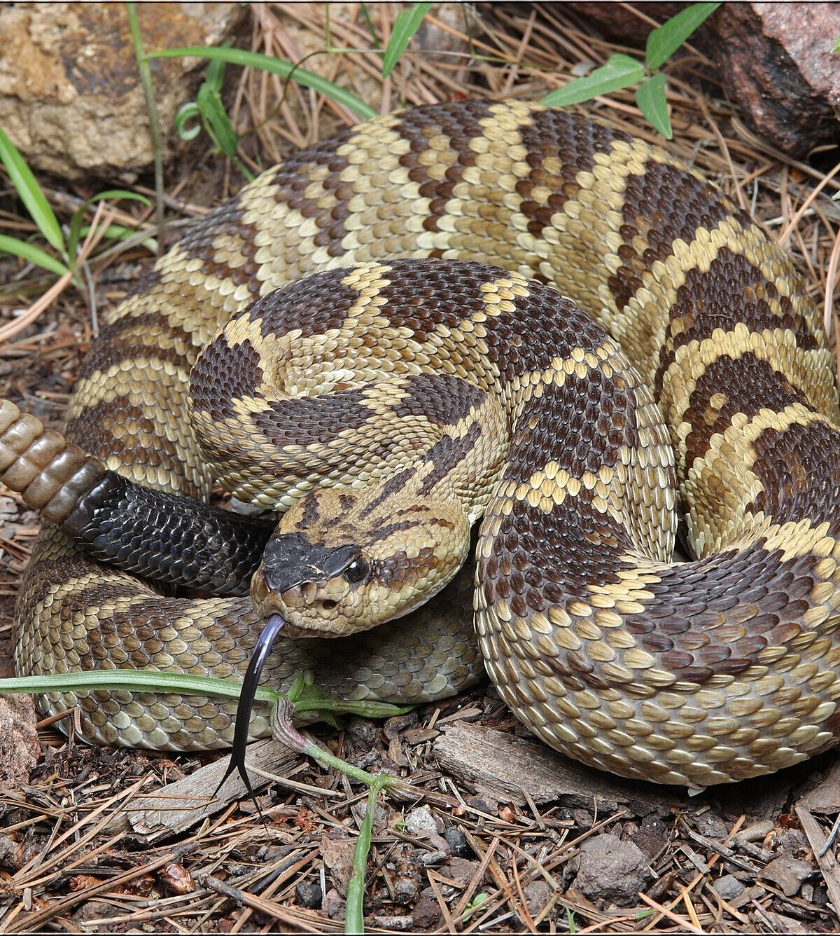 Black-tailed Rattlesnake