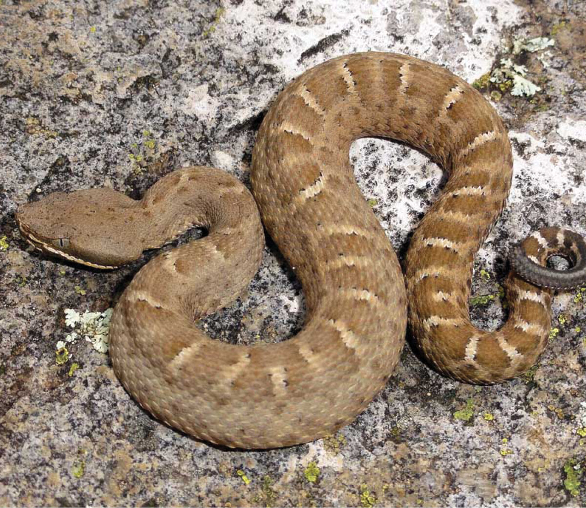 Ridgenose Rattlesnake