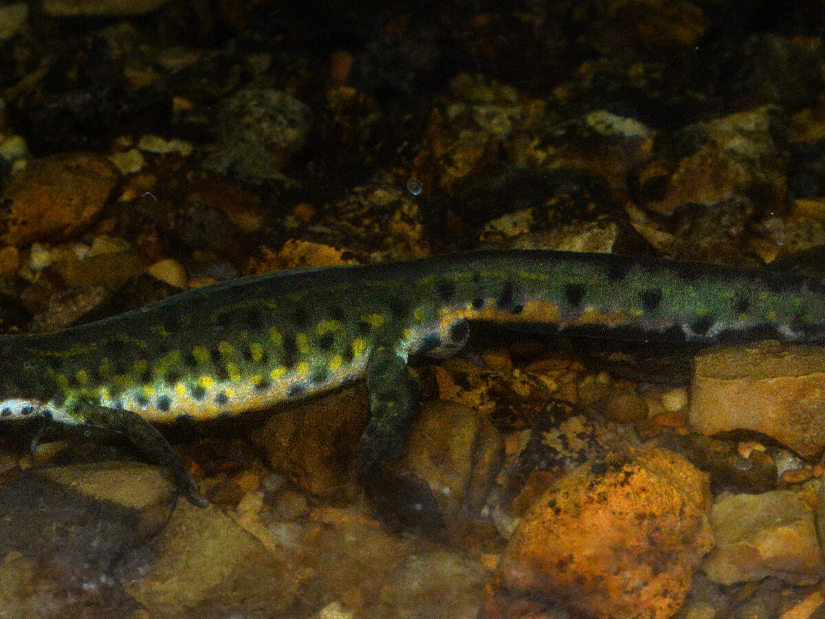 Black-spotted Newt