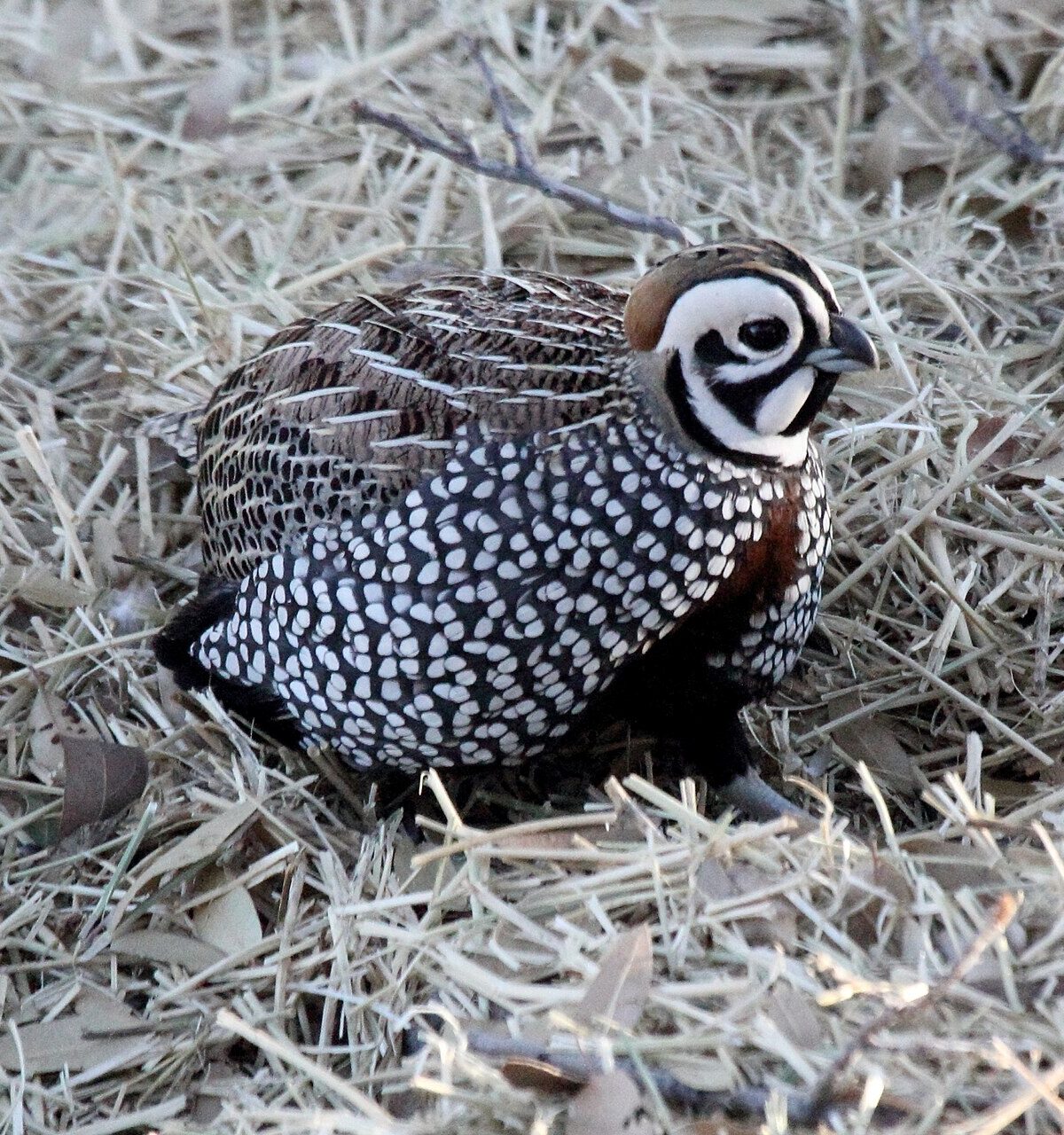 Montezuma Quail