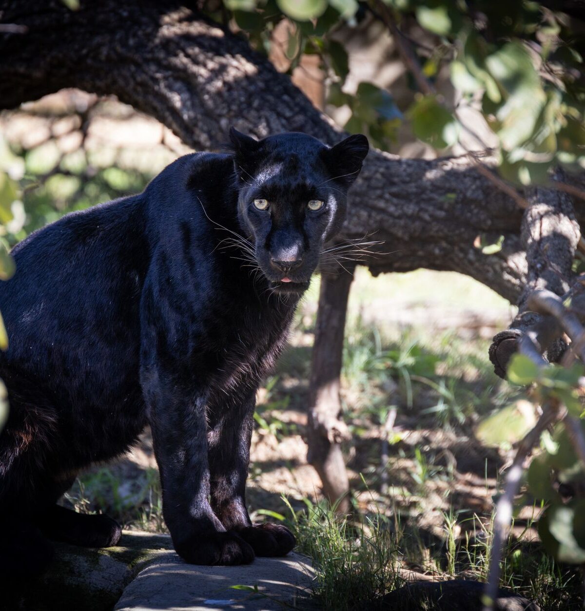 Black Jaguar