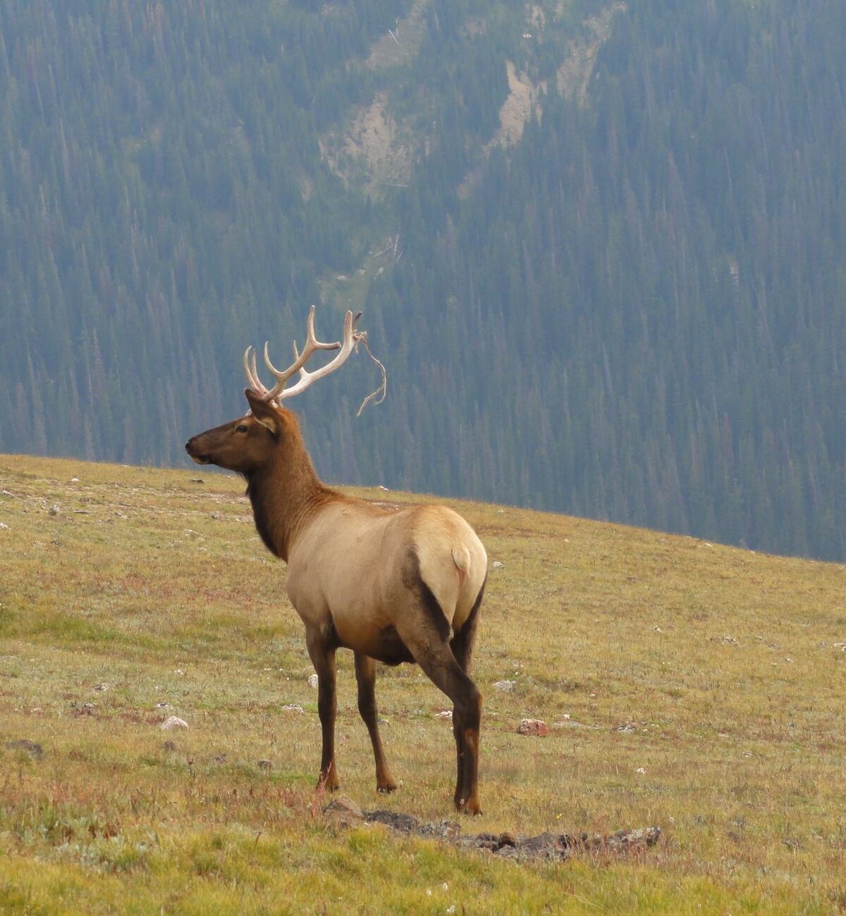 Rocky Mountain Elk