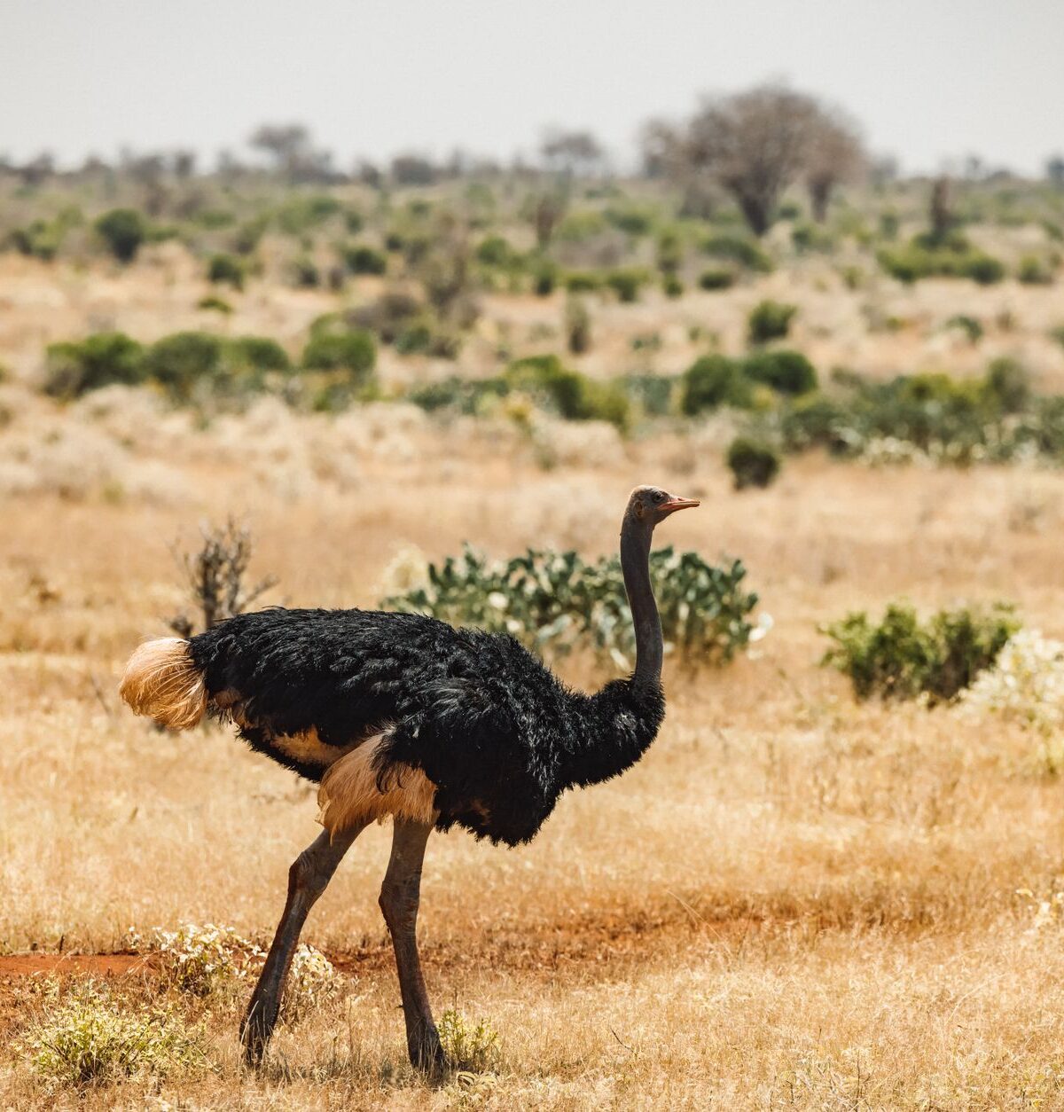 Somali Ostrich
