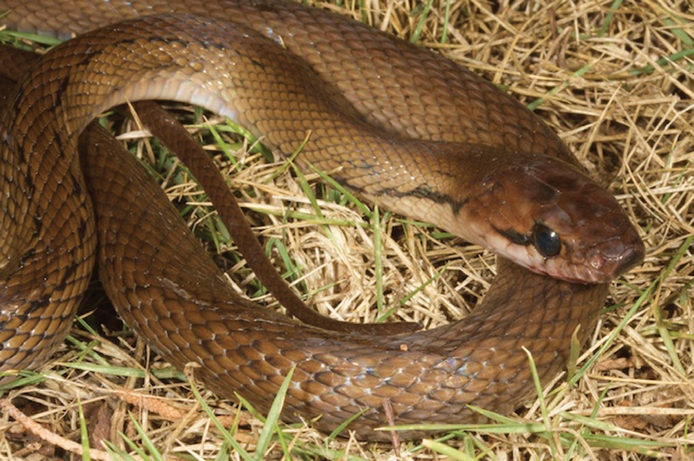 Sunda Ratsnake