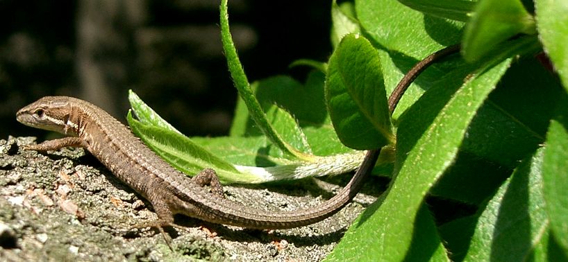 Sakashima Grass Lizard