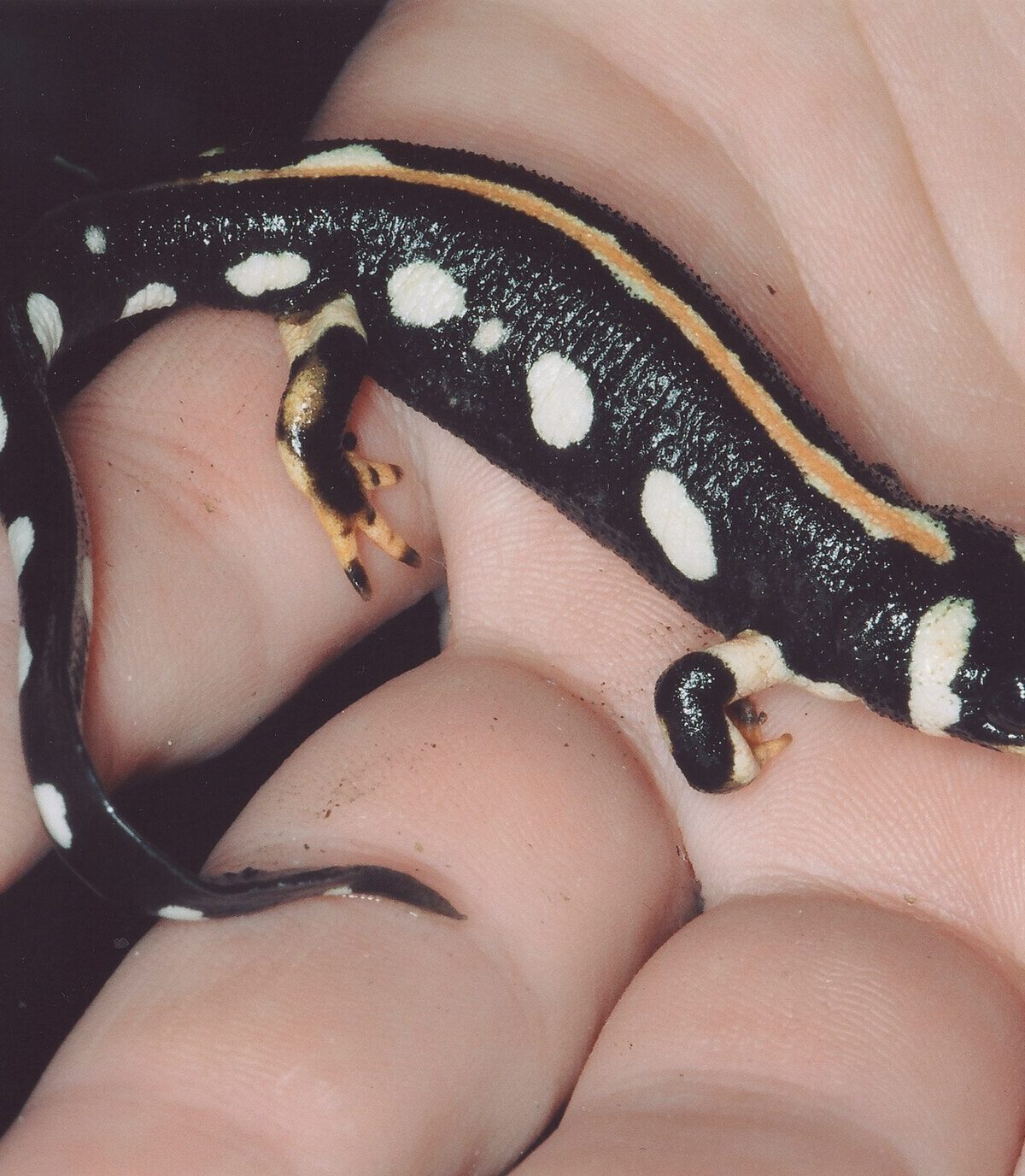 Kaiser's Mountain Newt