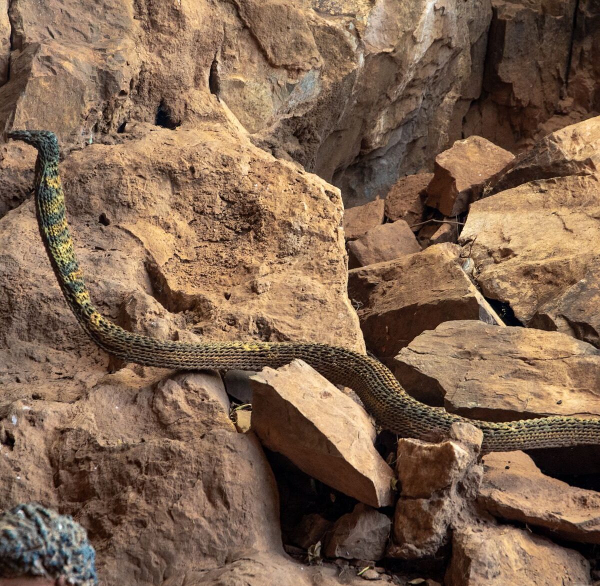 Samar Cobra
