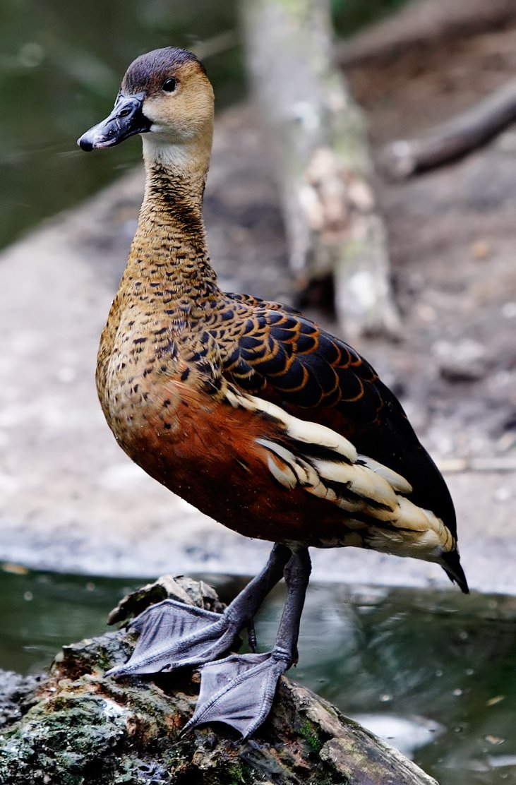 Wandering Whistling Duck