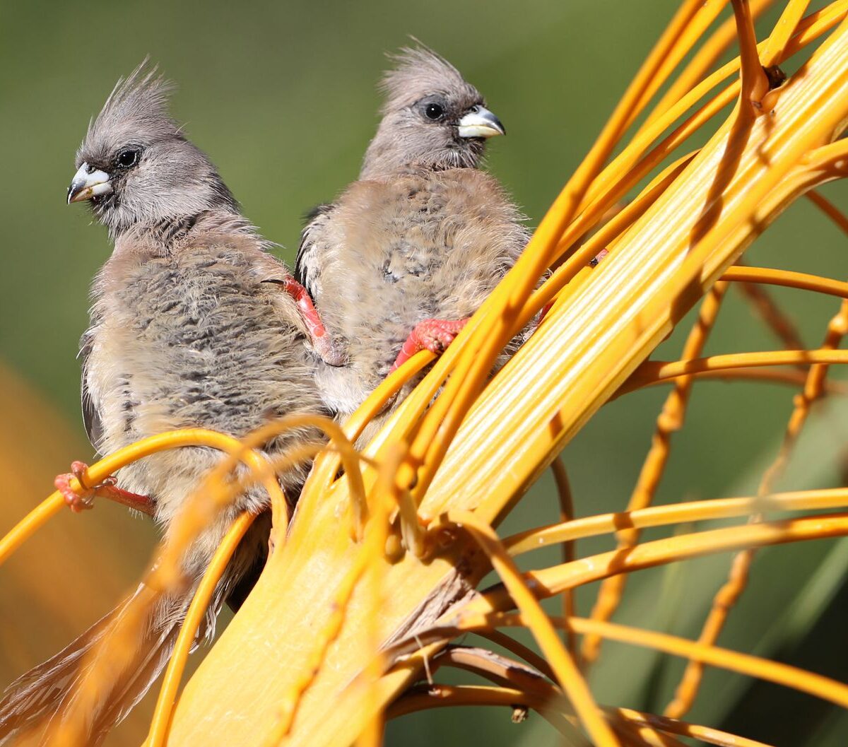 White-backed Mousebird