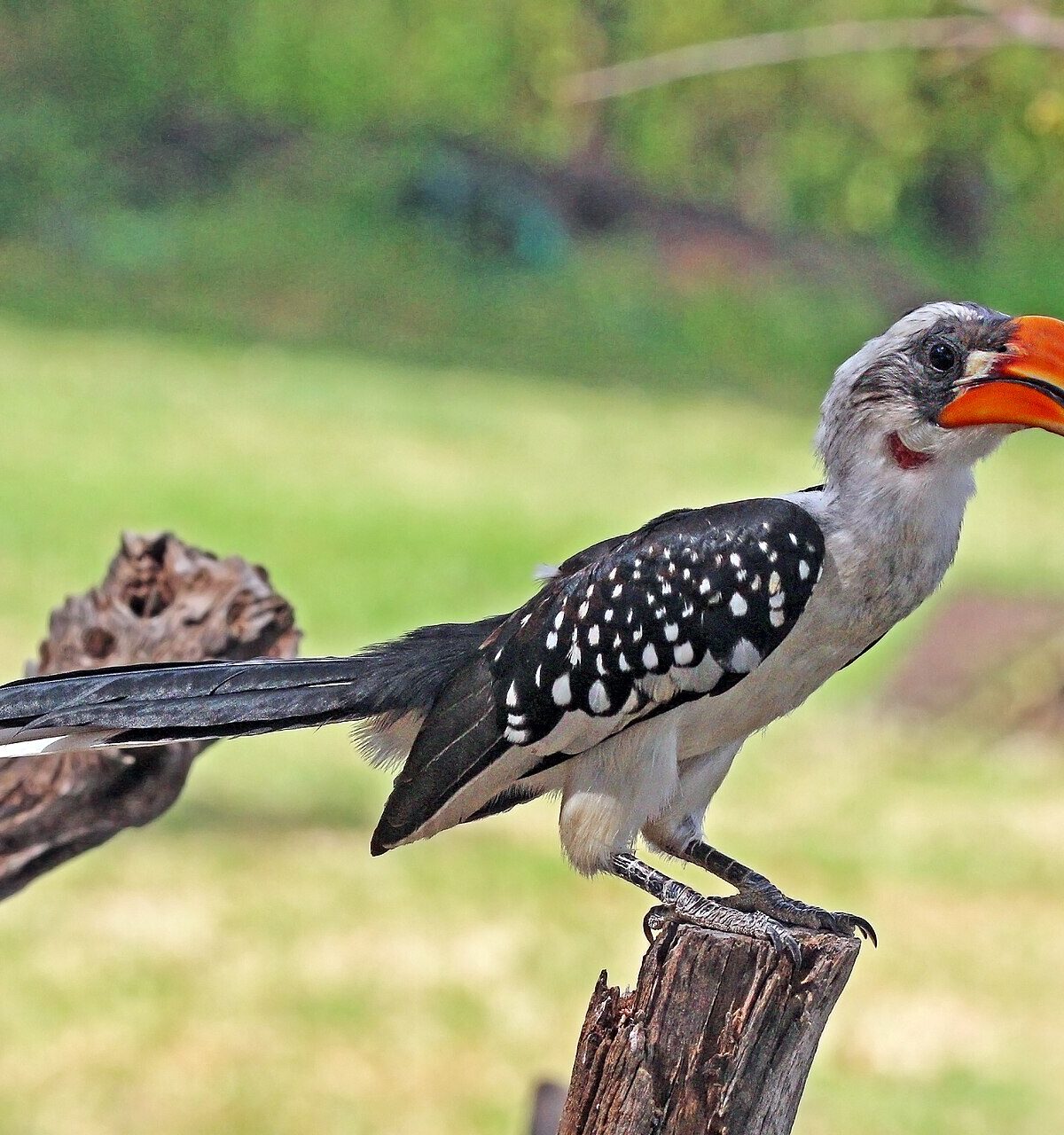 Jackson's Hornbill