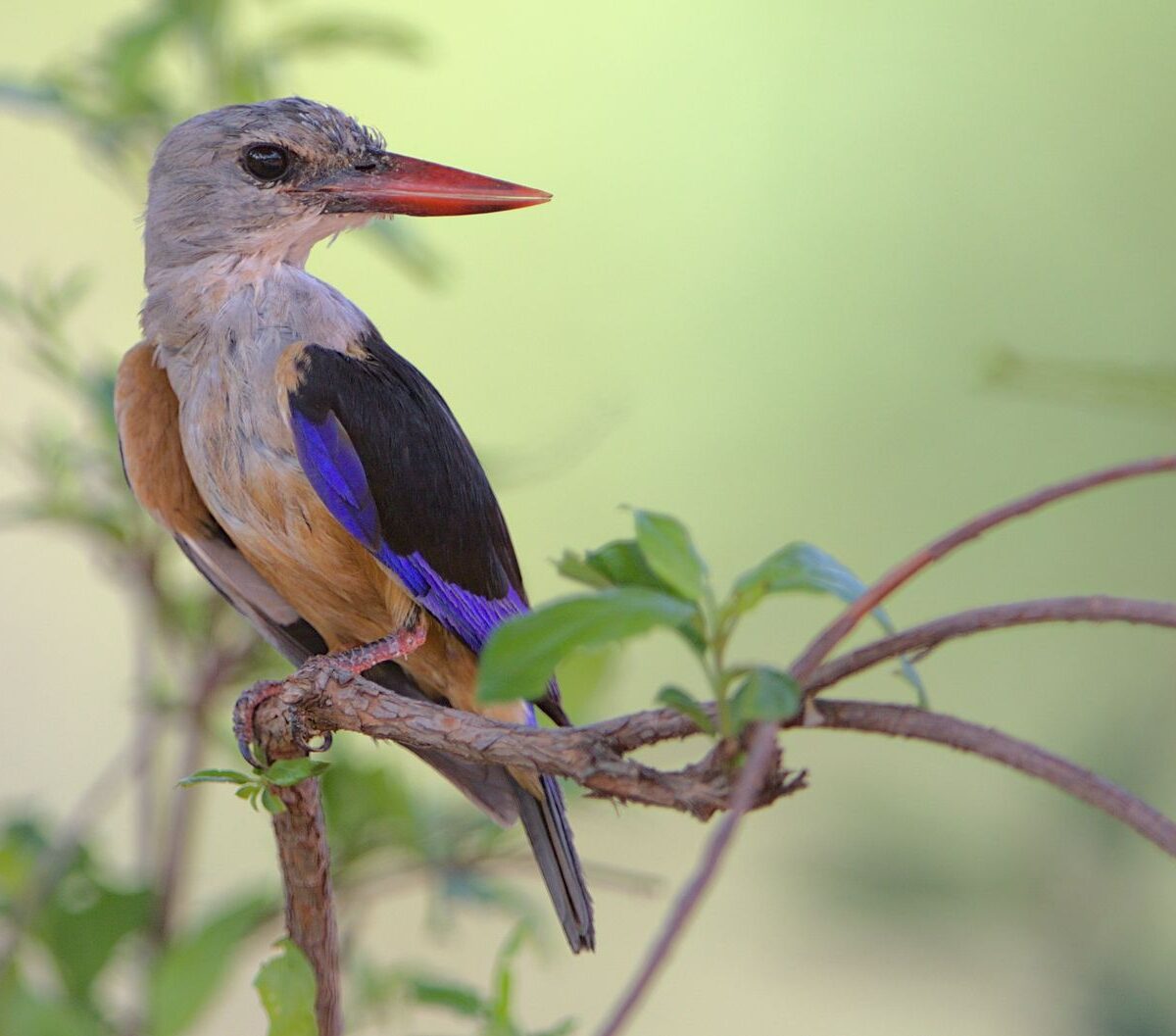 Grey-headed Kingfisher