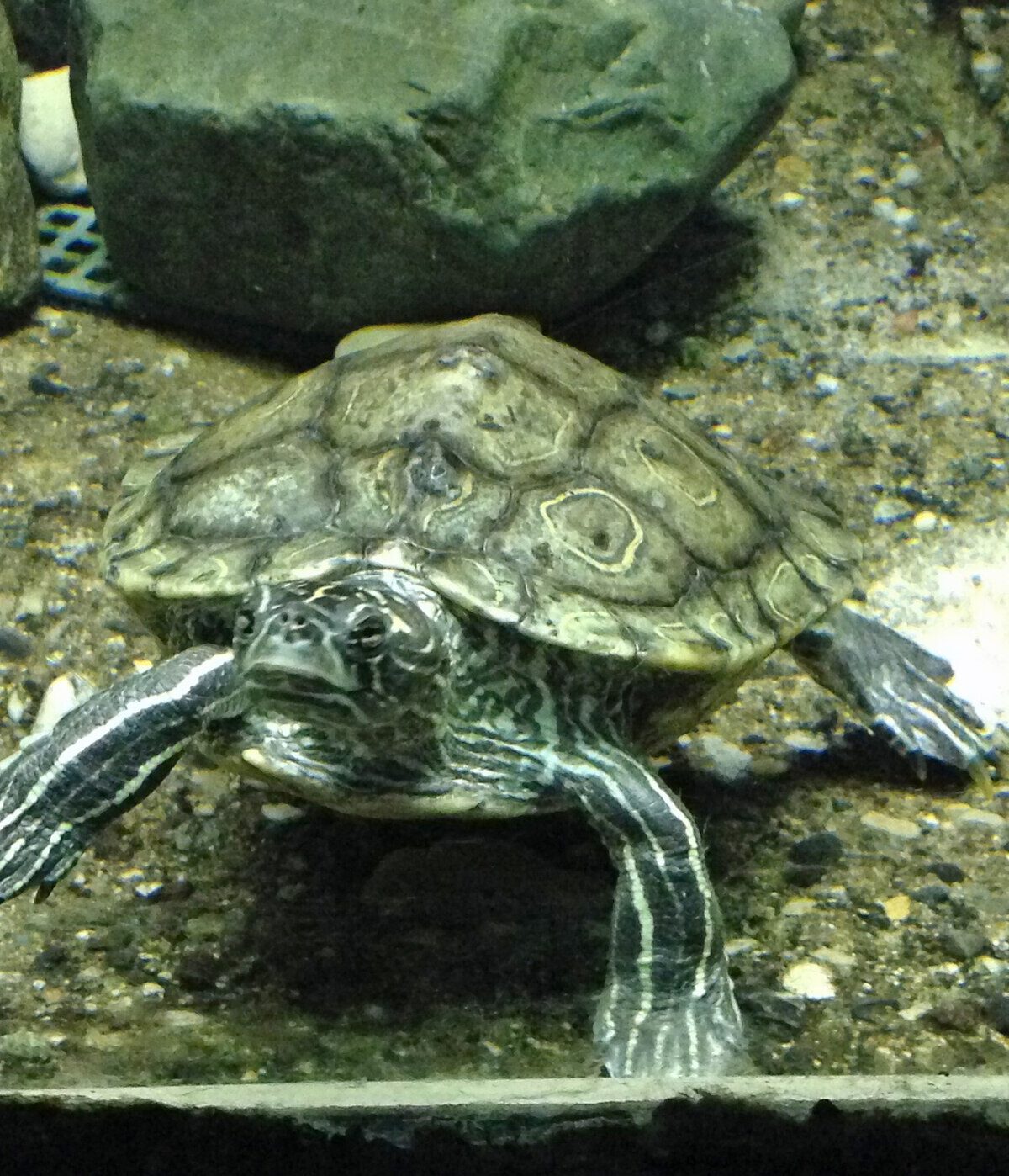 Delta Black-nobbed Map Turtle