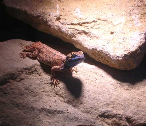 Taylor's Agama