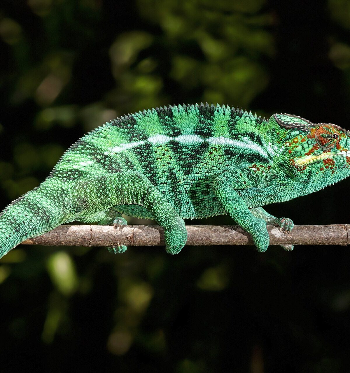 Reunion Chameleon