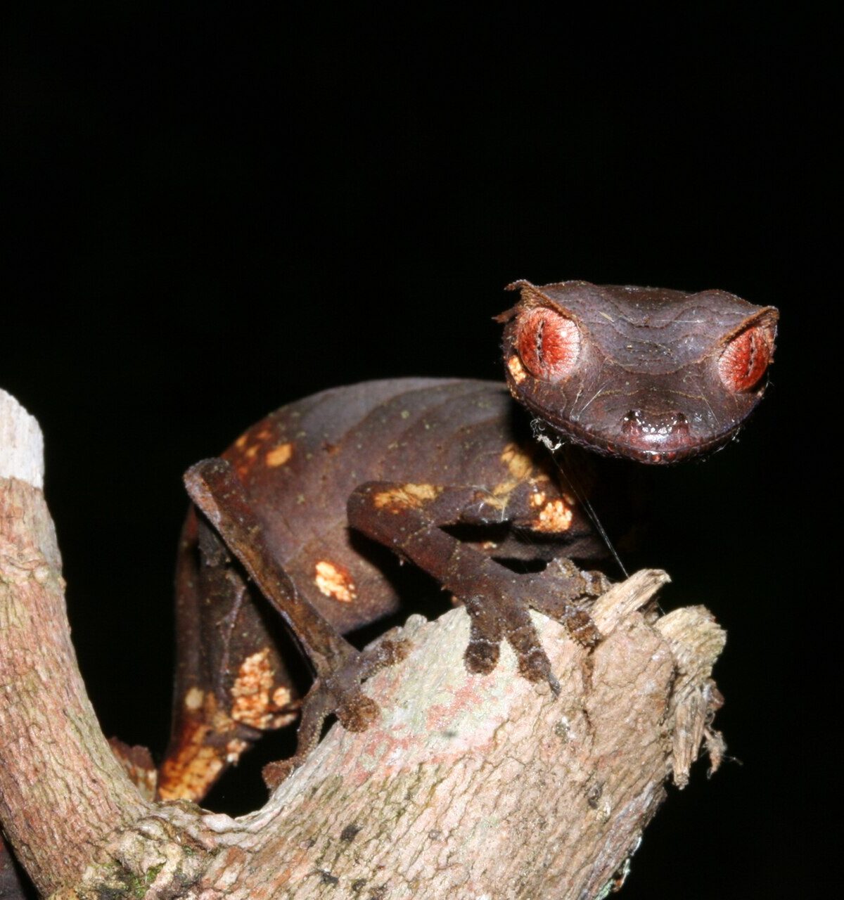Malagasy Leaf-Tailed Gecko