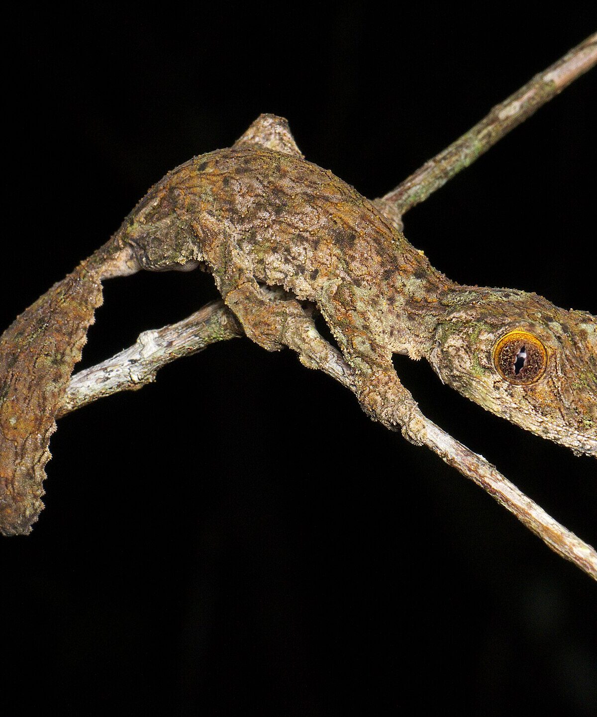 Lichenose Leaf-Tailed Gecko