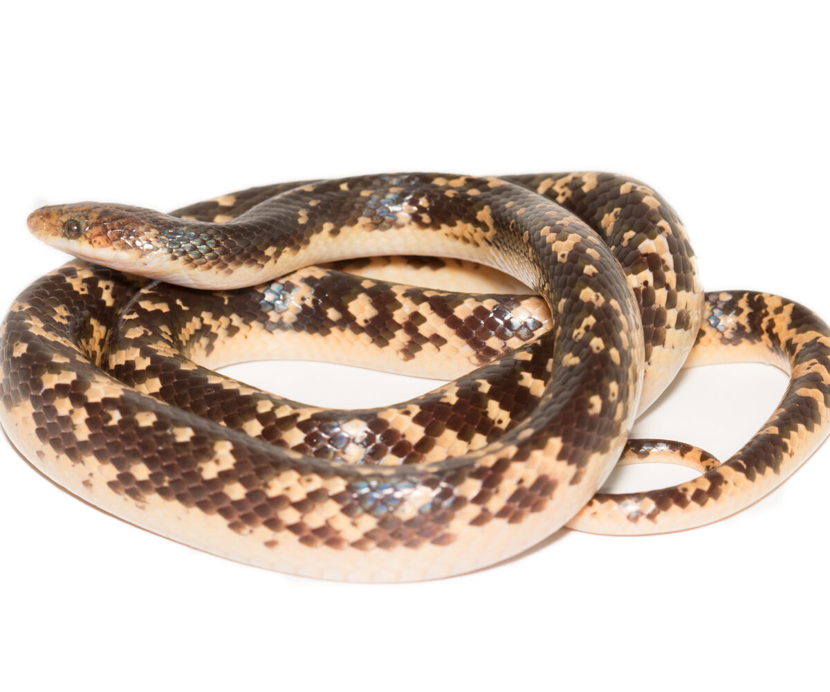 Fitzinger's False Coral Snake