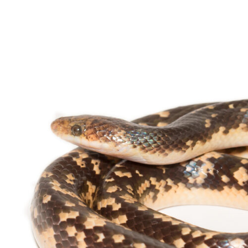 False Coral Snake