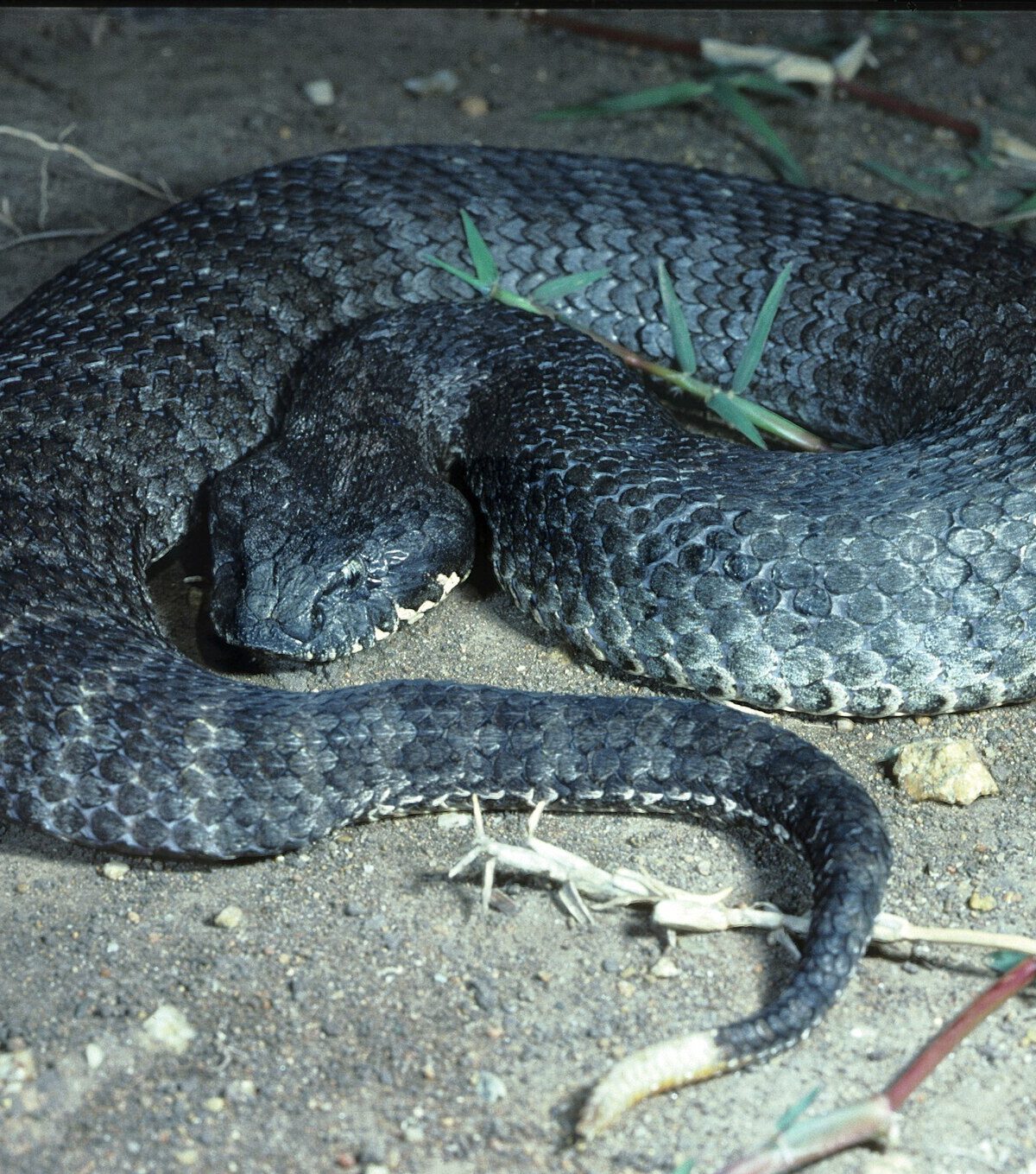 Death Adder