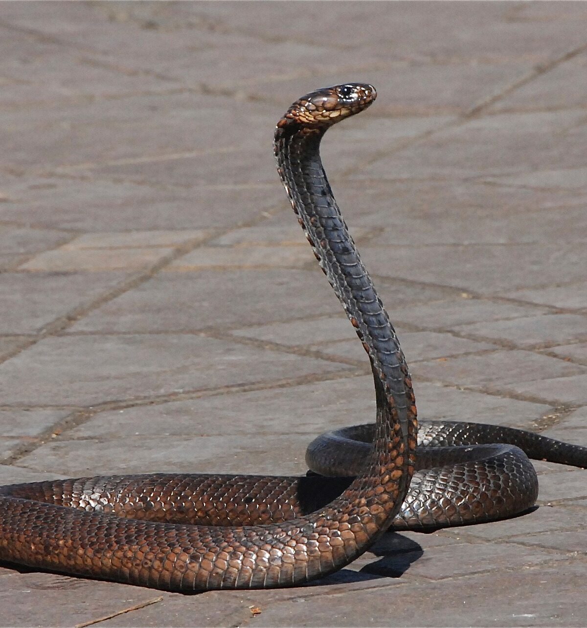 Moroccan Black Cobra