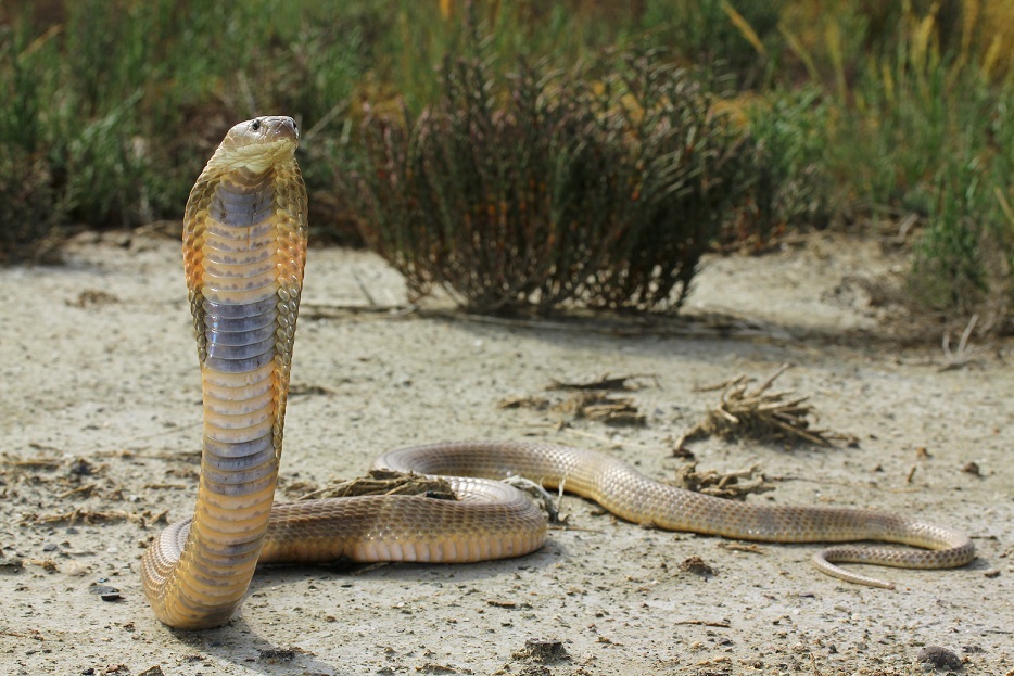 Central Asian Cobra
