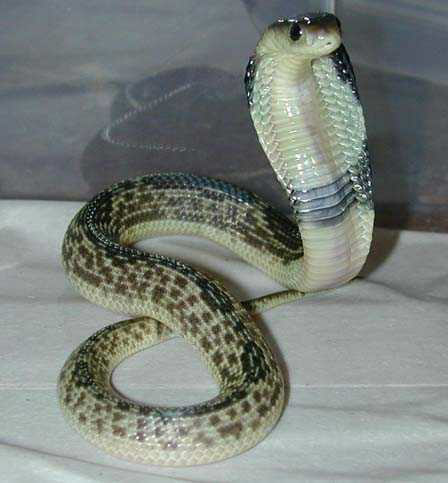 Golden Spitting Cobra