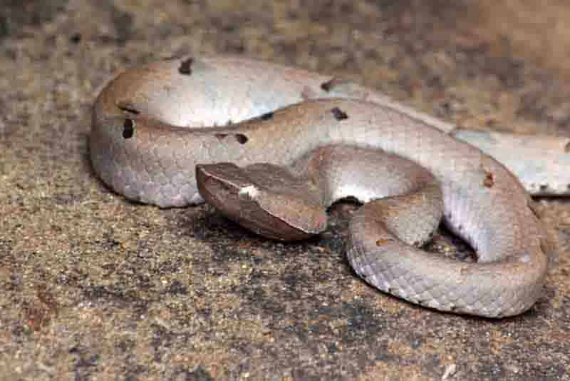 Slender Hognosed Pitviper