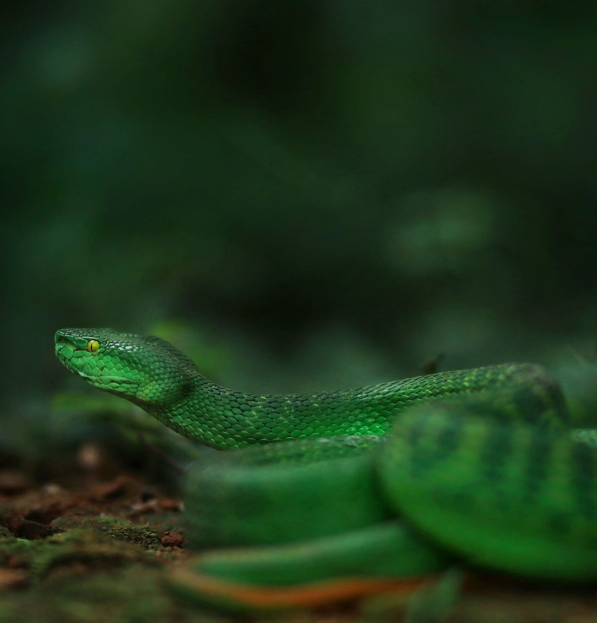 Beautiful Pitviper
