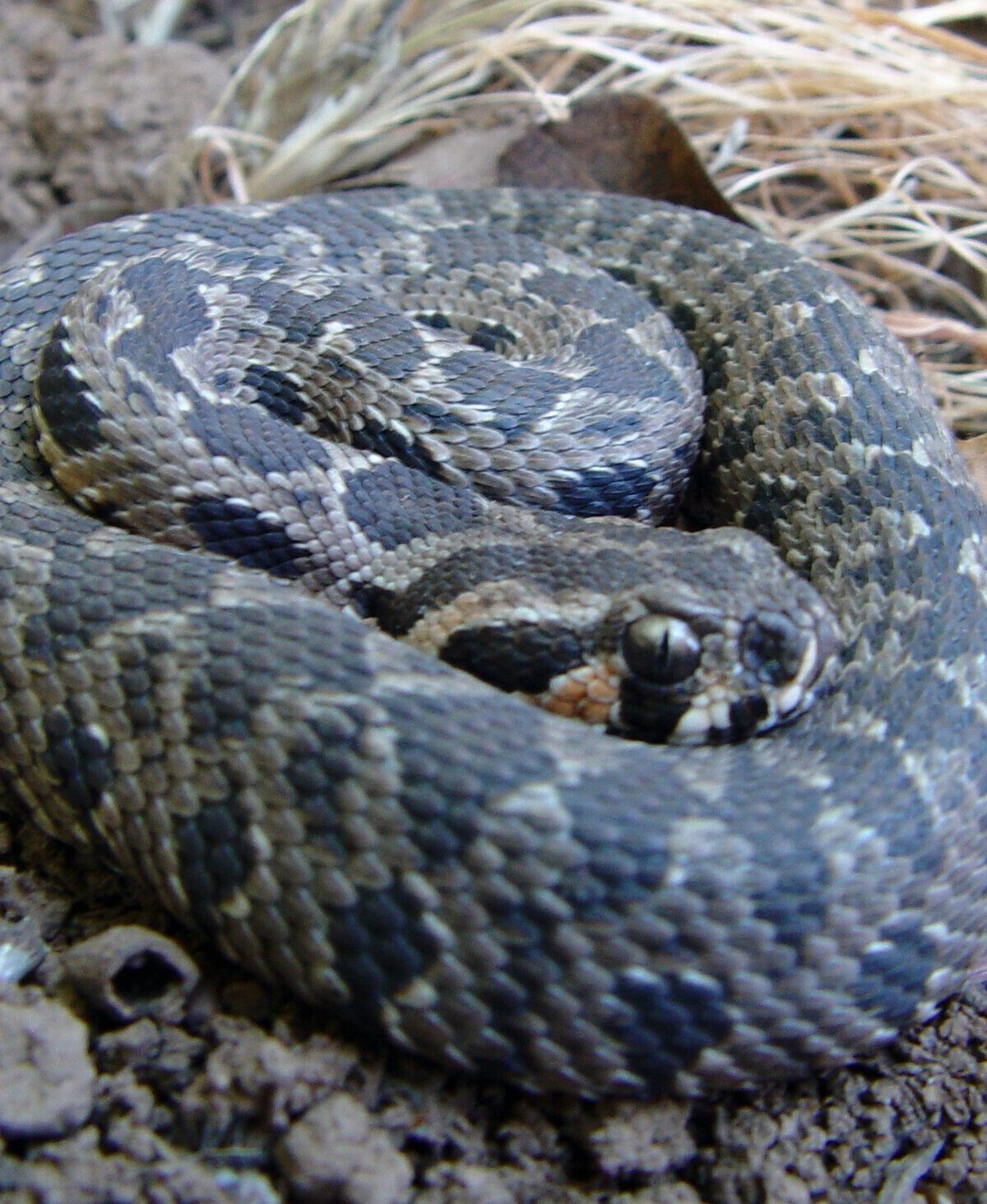 Palestine Viper