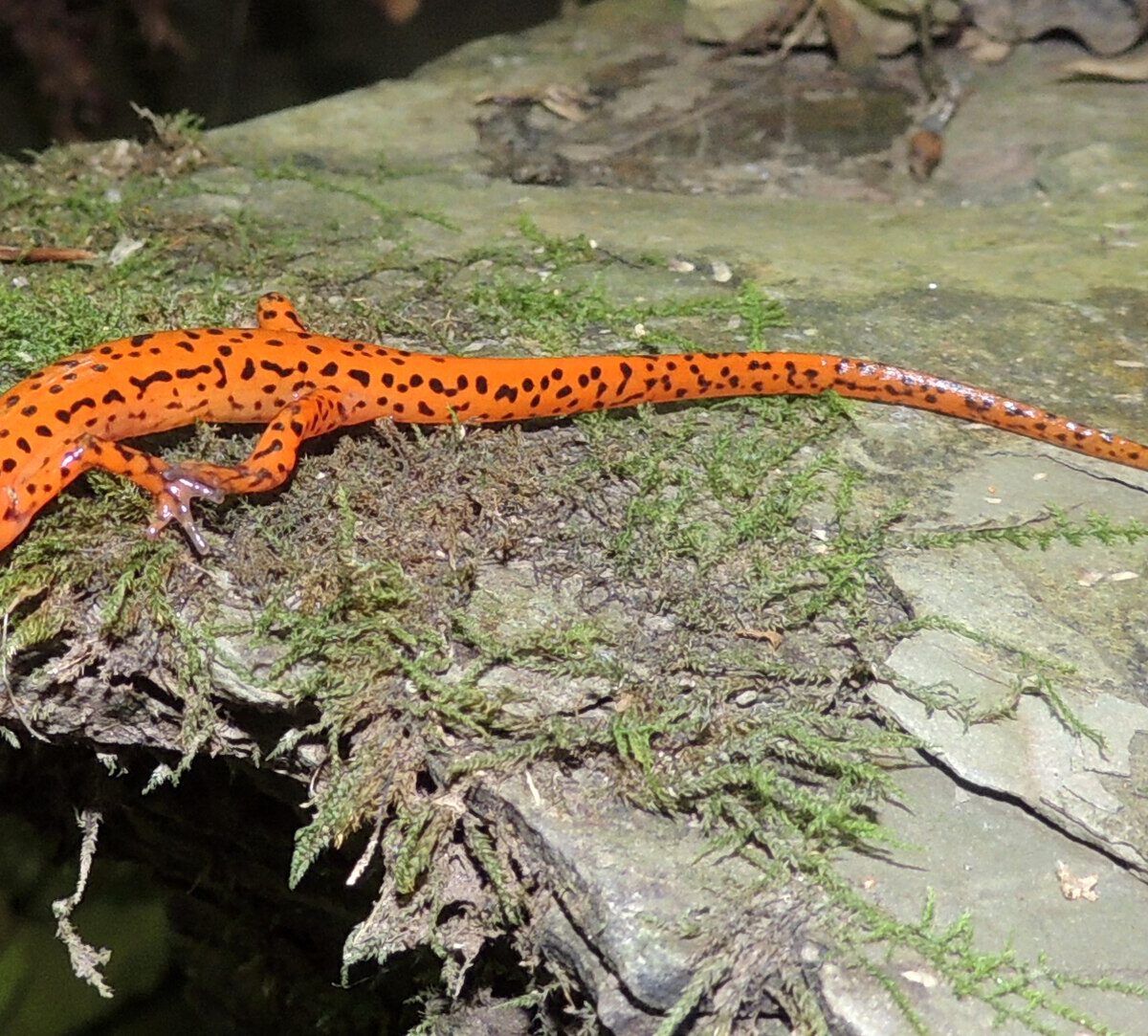 Cave Salamander