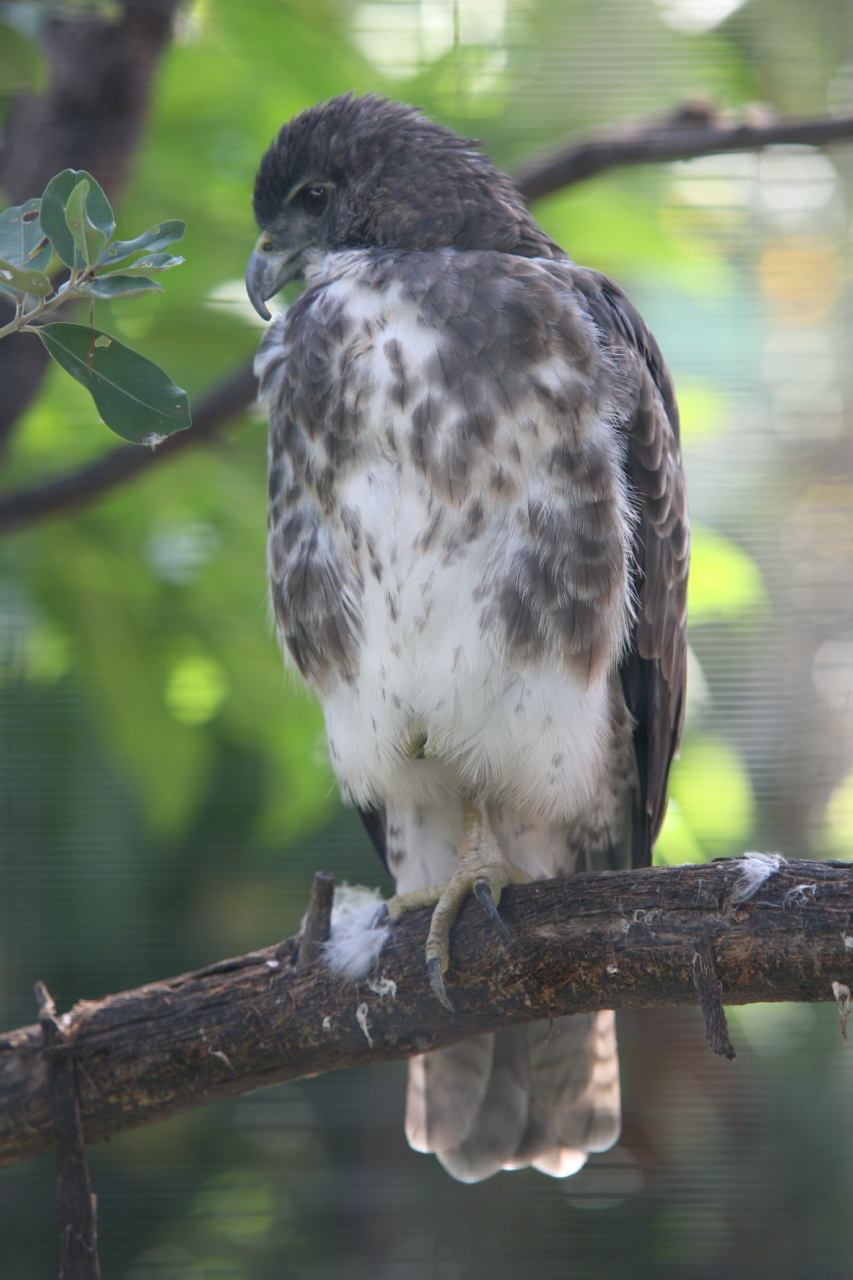 Hawaiian Hawk