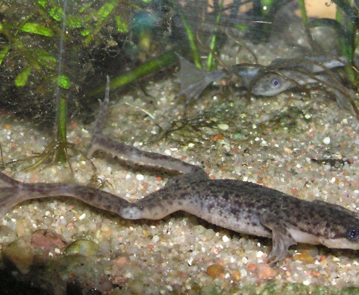 African Dwarf Clawed Frog