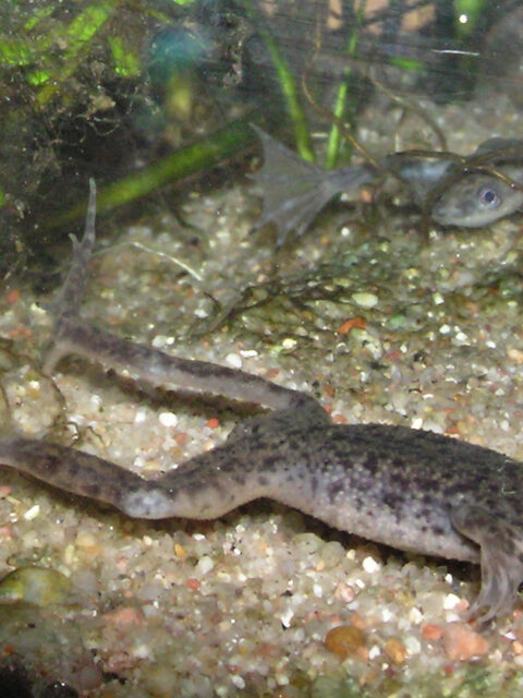 African Dwarf Clawed Frog