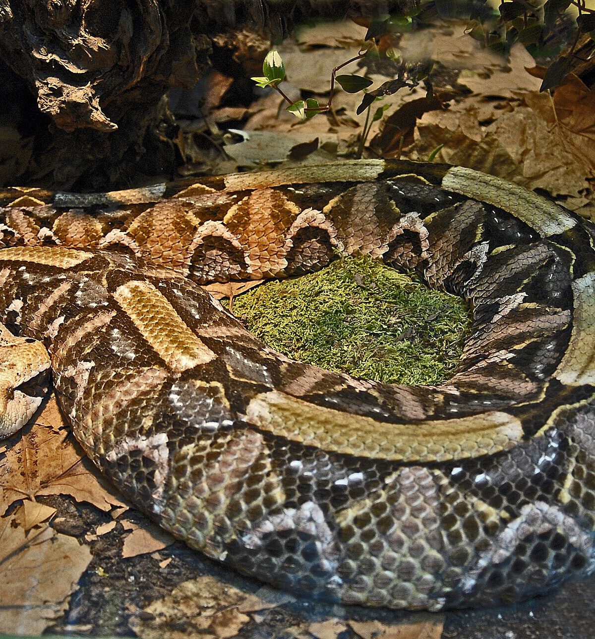 Rhinoceros Viper