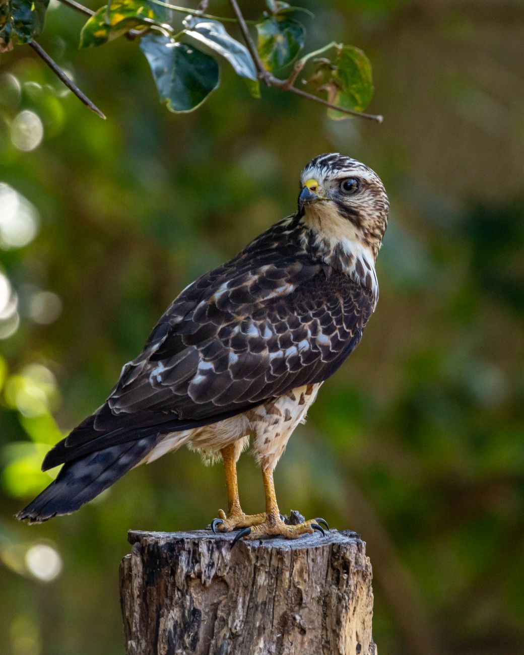Broad-winged Hawk