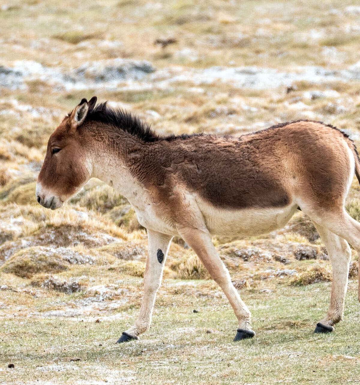 Eastern Kiang