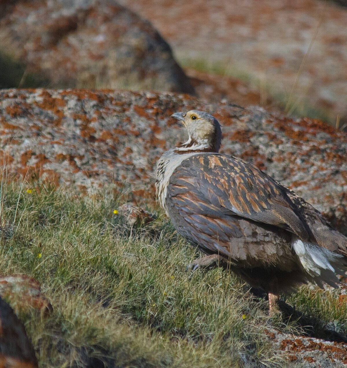 Himalayan Snowcock