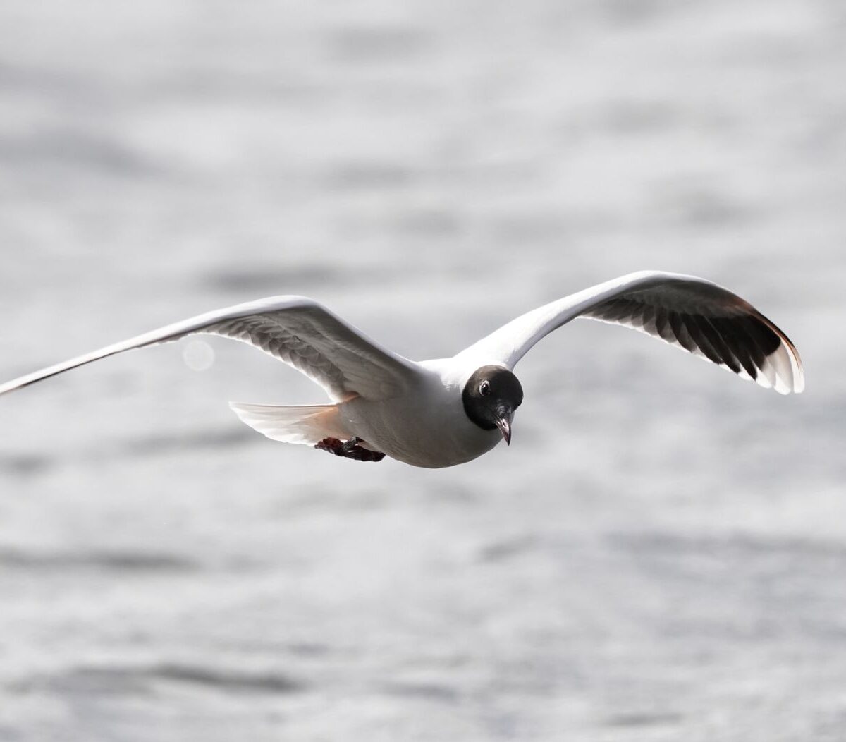 Black-headed Gull