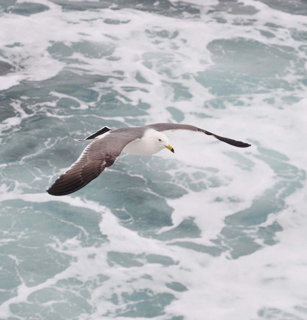 Black-tailed Gull