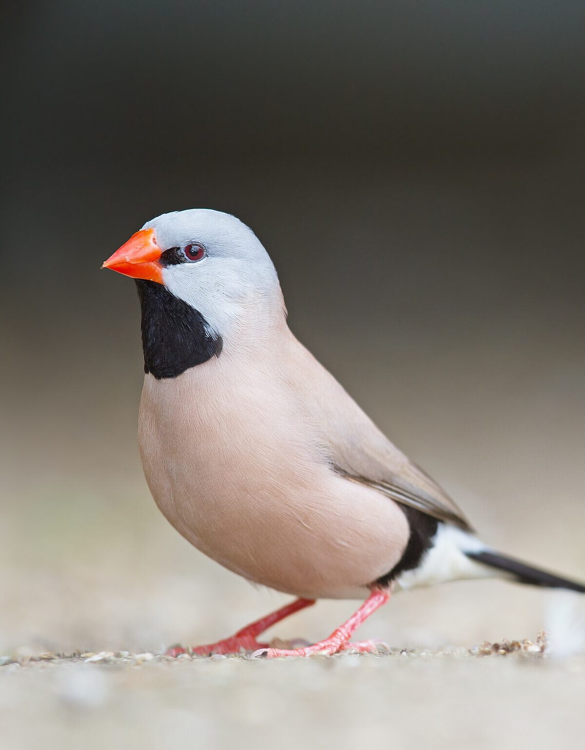 Heck's Long-tailed Finch