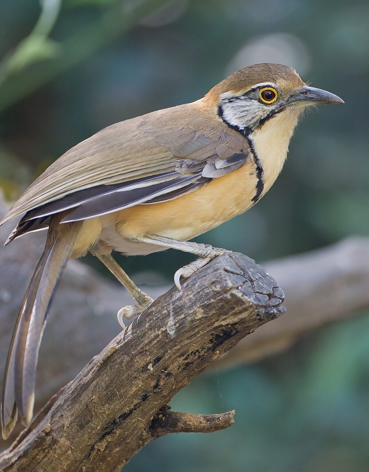 Greater Necklaced Laughing Thrush