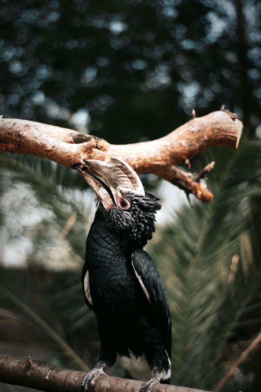 Silvery-cheeked Hornbill