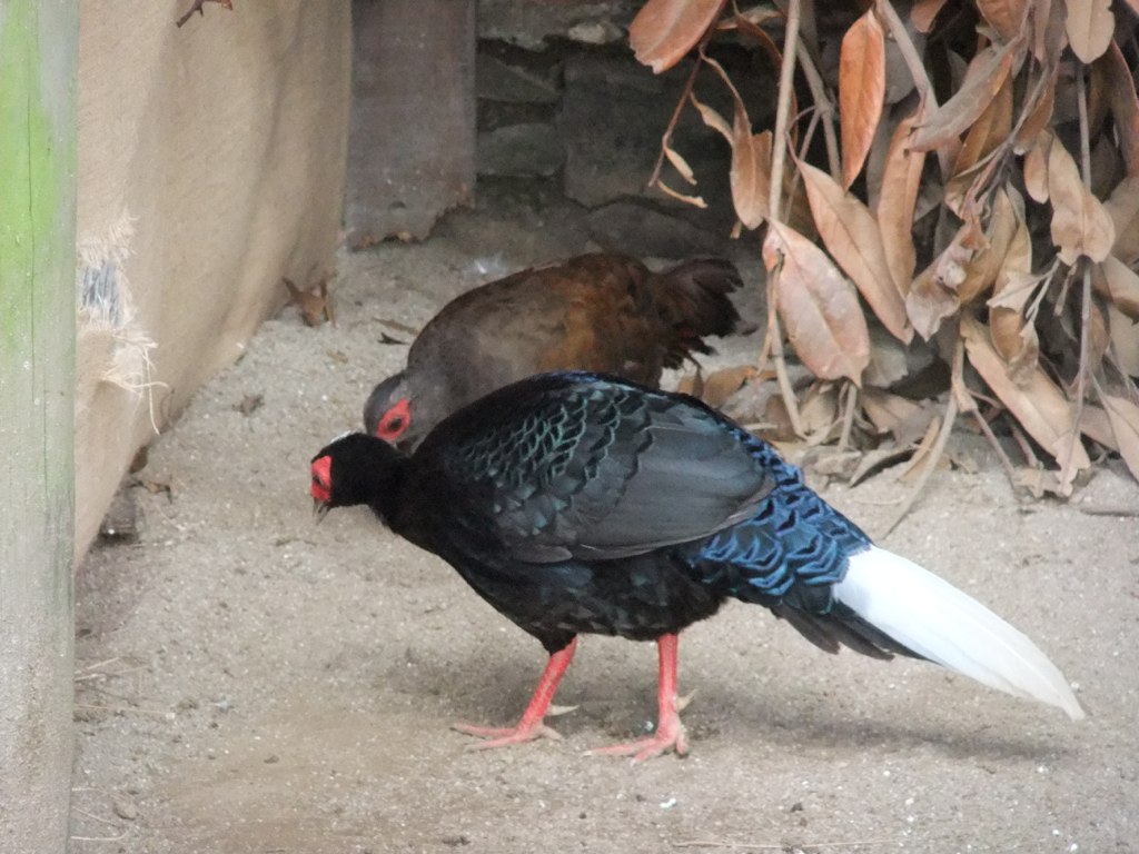 Vietnamese Pheasant